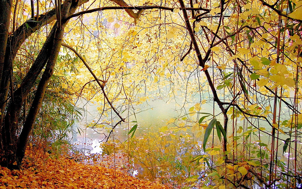 black and yellow tree painting, nature, forest, lake, landscape HD wallpaper