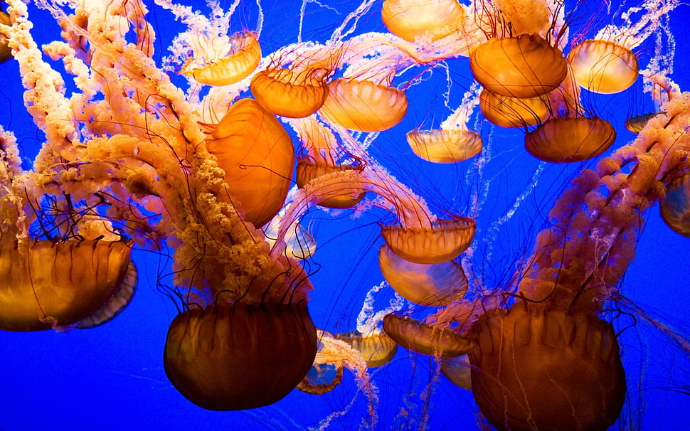 brown Jellyfishes HD wallpaper