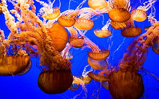 brown Jellyfishes