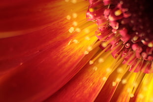 closeup photography of pollen