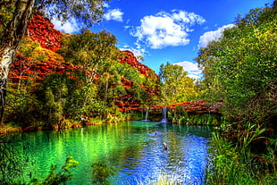 lake between tall leafy tree during daytime HD wallpaper