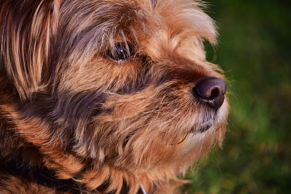 black and tan Yorkshire terrier HD wallpaper