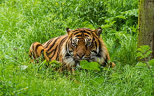 brown tiger, animals, tiger, big cats, nature HD wallpaper