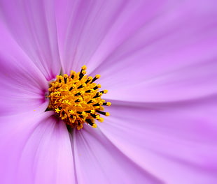 macro photograph of purple petal flower, tiny