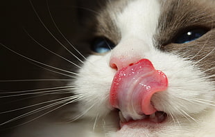 selective focus photography of cat licking nose