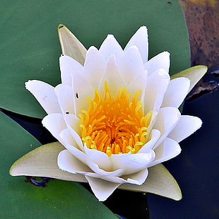 white petaled flower, white waterlily
