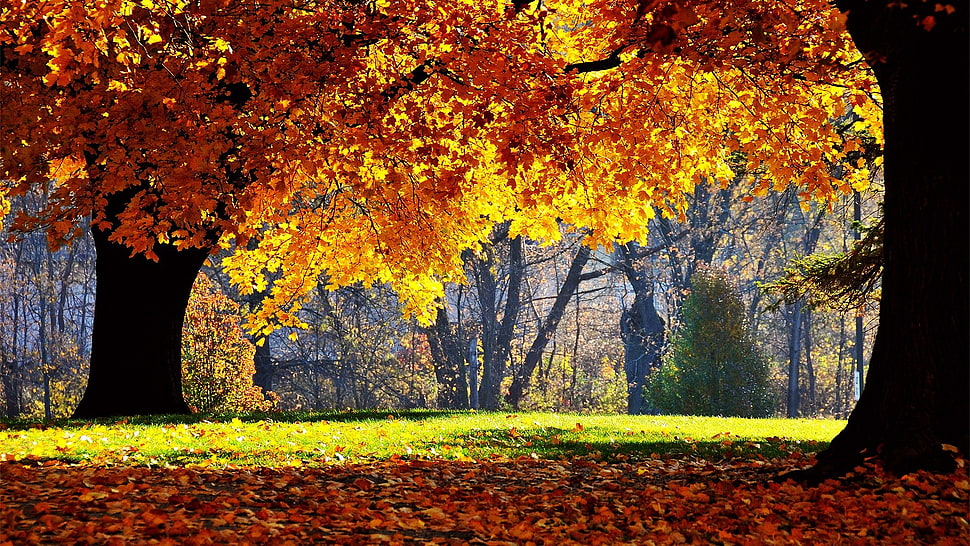 orange leaves trees HD wallpaper