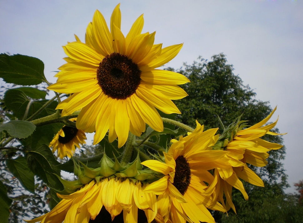 yellow sunflower HD wallpaper