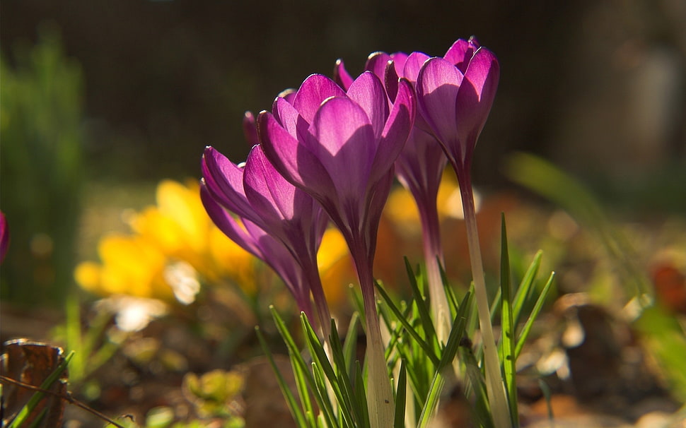pink and yellow flowers HD wallpaper