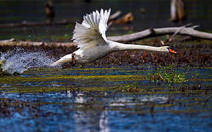 white swan, birds, swan, nature, animals HD wallpaper
