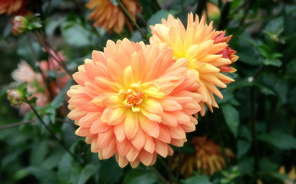 selective focus photography of orange and yellow Dahlia flowers HD wallpaper