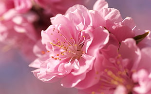 selective focus photography of pink Cherry Blossoms
