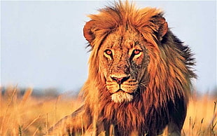 lion outdoor HD wallpaper
