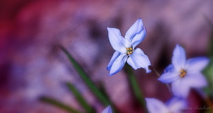 blue petaled flower HD wallpaper
