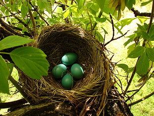 green and brown leaf plant, nests, eggs