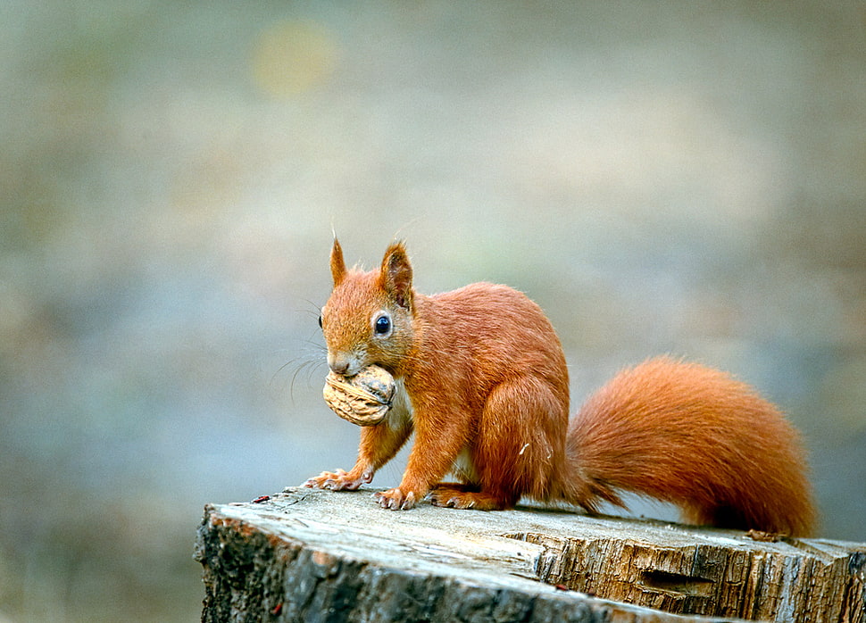 brown Squirrel HD wallpaper