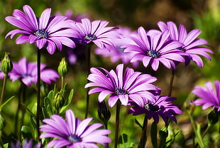 purple osteospermum flowers in close-up photography HD wallpaper