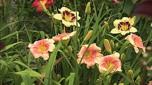 pink and yellow Lilies closeup photo at daytime