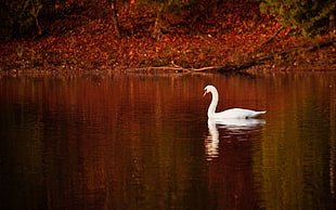white Swan in body of water HD wallpaper