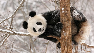 panda at tree HD wallpaper