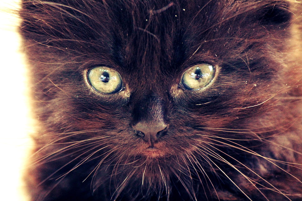photo of long-coated black cat HD wallpaper