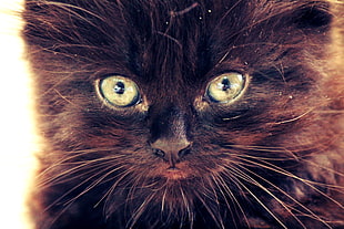photo of long-coated black cat