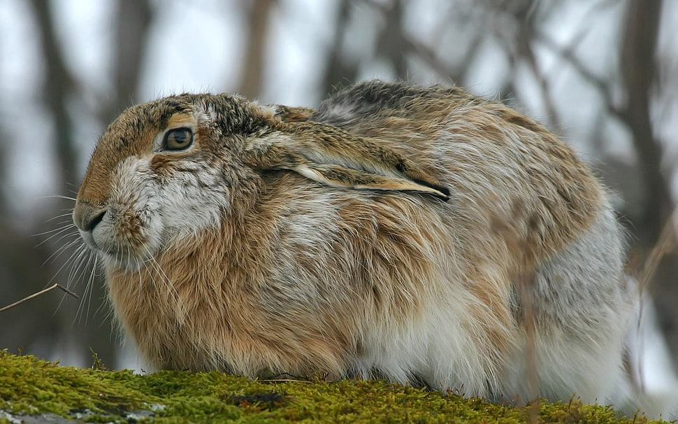 brown capybara HD wallpaper