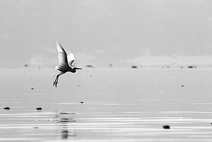 bird on mid air above body of water during daytime HD wallpaper
