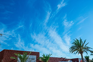 palm tree, Palm tree, Sky, Summer HD wallpaper