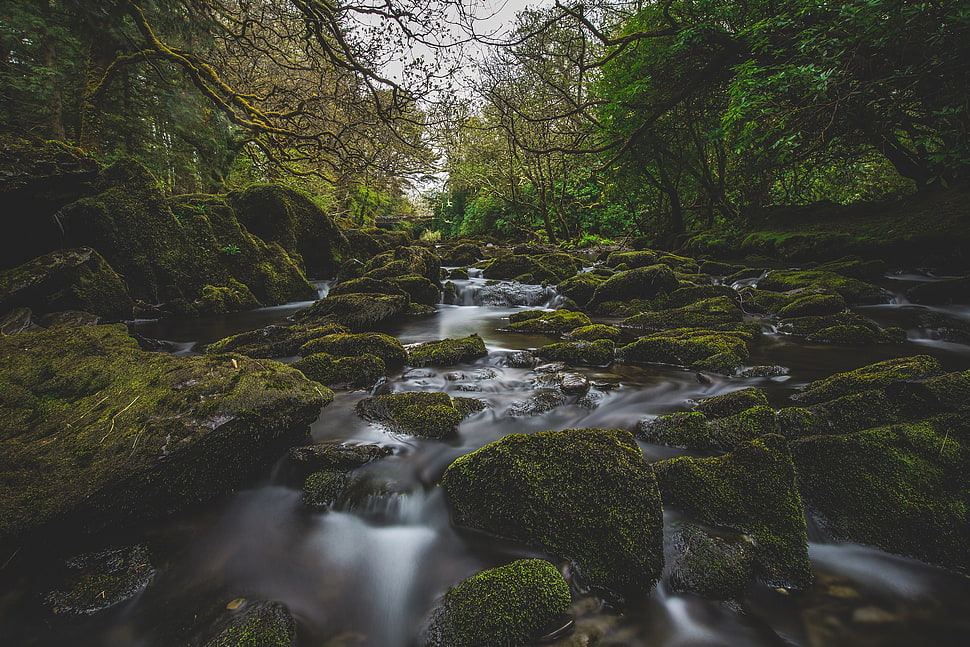 white and green leaf plant, river, moss, forest, nature HD wallpaper