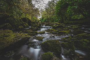 white and green leaf plant, river, moss, forest, nature