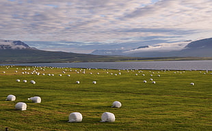 green grass field near body of water with mountain backgroud HD wallpaper