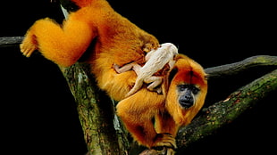 brown monkey climb on tree HD wallpaper