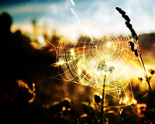 spider web auto focus photography
