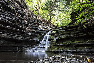 landscape, nature, forest, trees