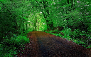 green leaf trees, forest, road, nature