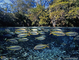 school of gray fish, National Geographic, fish, water, lake HD wallpaper