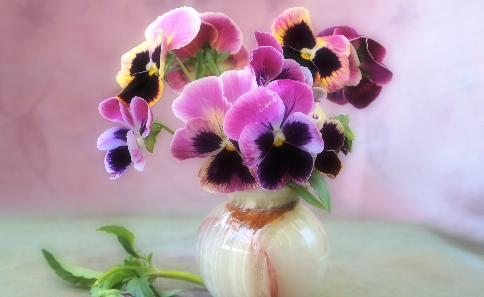 selective focus photography of pink moth orchid