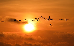 flock of birds, sunset, Sun, sky, flamingos