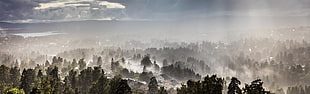 community surrounded by tall trees covered in fogs during daytime HD wallpaper