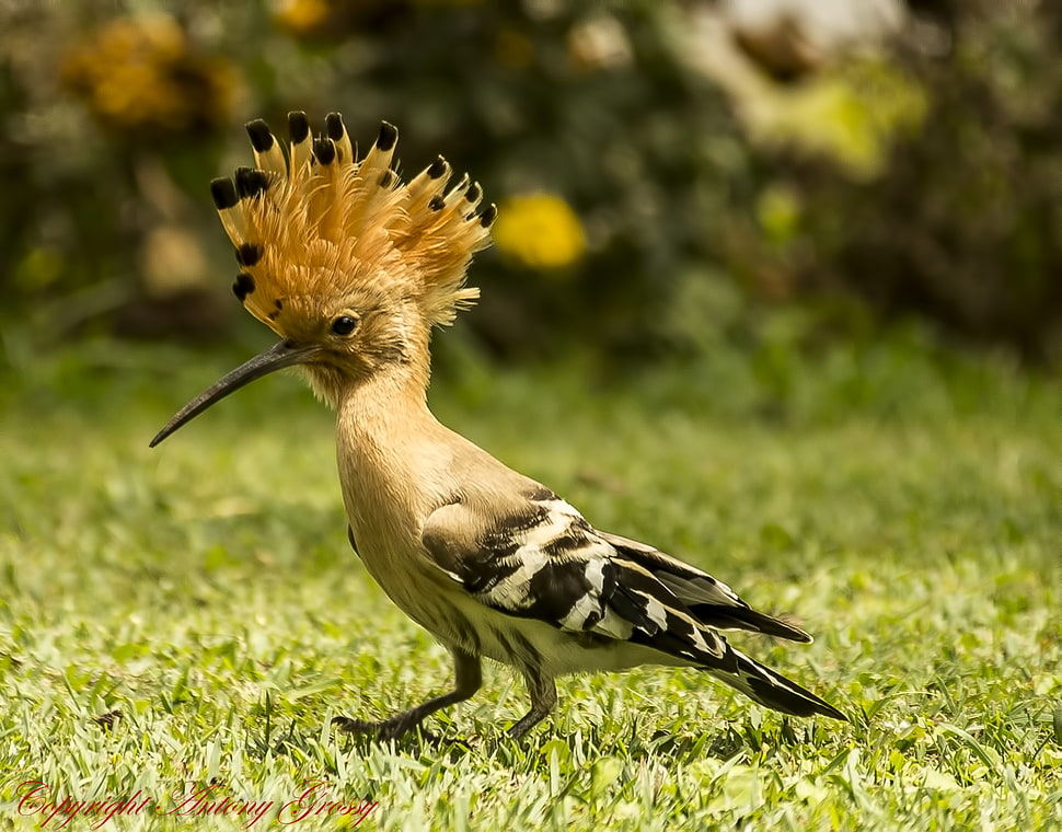 beige, black, and yellow bird on green grass during daytime, hoopoe HD wallpaper
