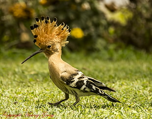beige, black, and yellow bird on green grass during daytime, hoopoe