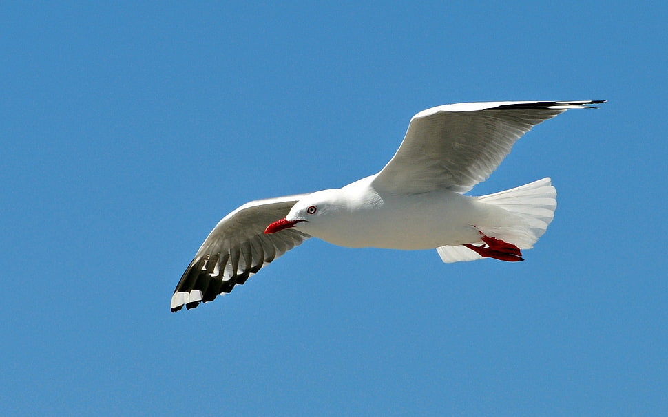 seagull bird flying during daytime HD wallpaper