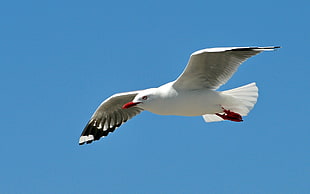 seagull bird flying during daytime