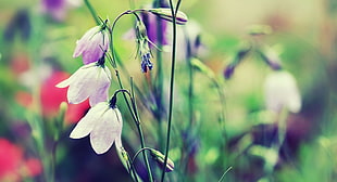 close up shot of white and purple flowers HD wallpaper