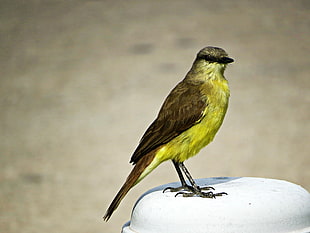 great kiskadee bird, birds