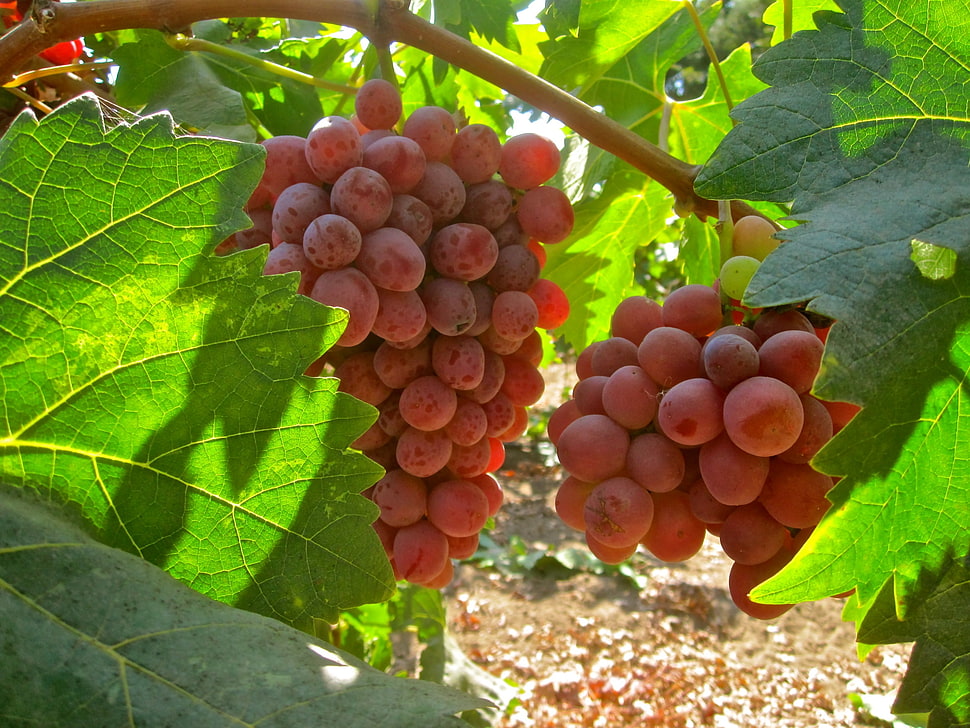 red grape fruits HD wallpaper