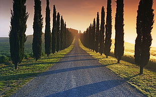 grey road, road, landscape, trees, sunlight HD wallpaper