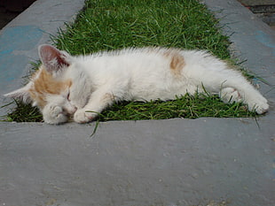 orange tabby kitten sleeping