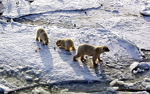 three white polar bear standing on white snow field during daytime